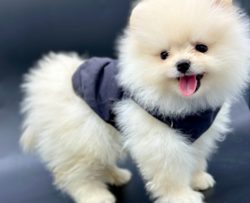 Pomeranian boo teddy bear yavrularımız